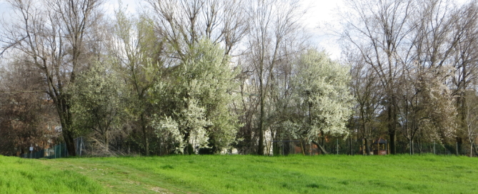 Parco_primavera